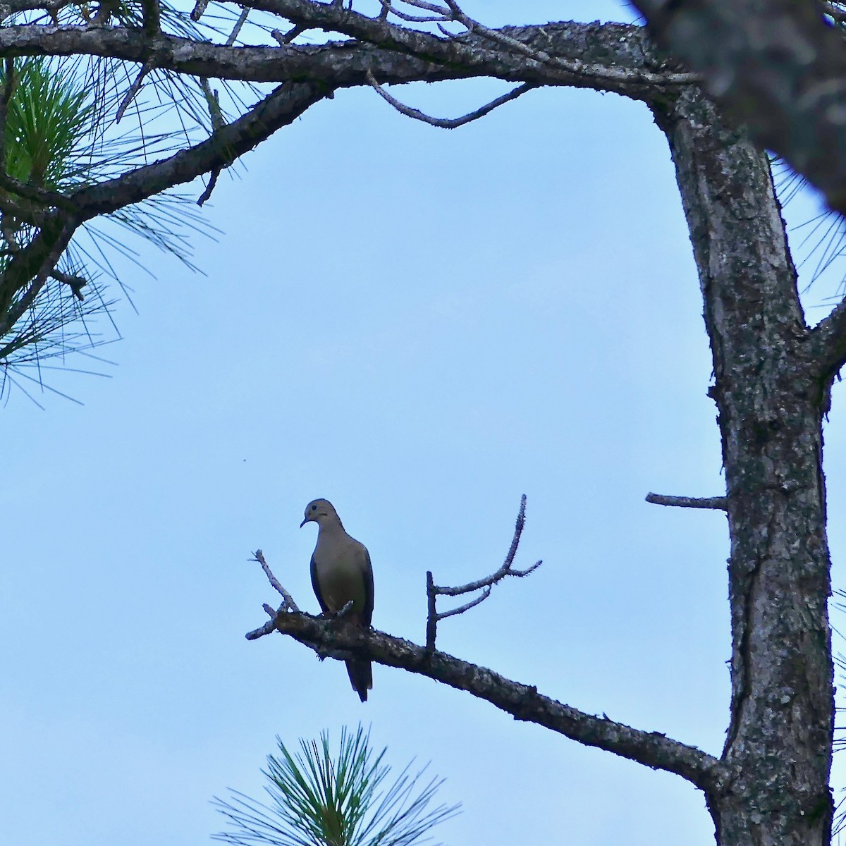 Mourning Dove - Tom Shepard