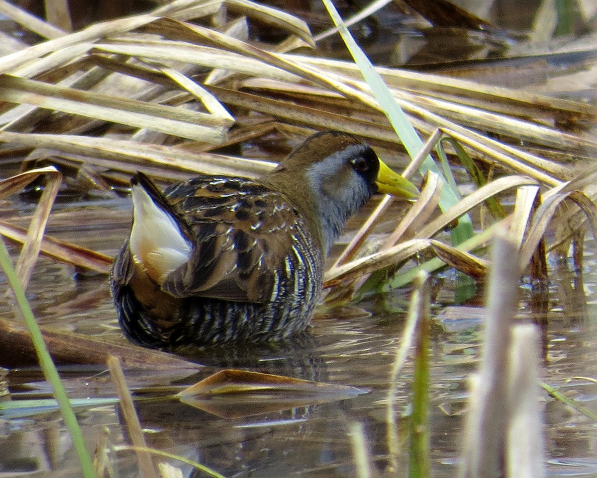 Polluela Sora - ML155644131