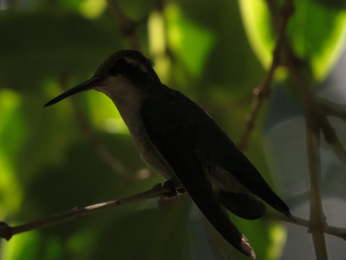 kolibřík lesklobřichý - ML155644781