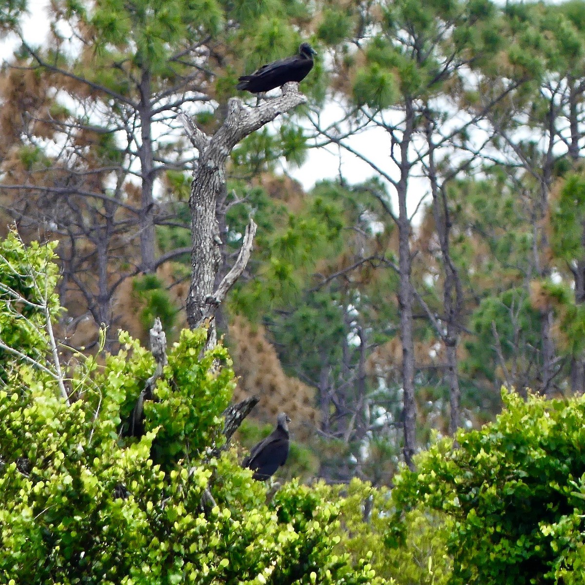 Black Vulture - ML155645061