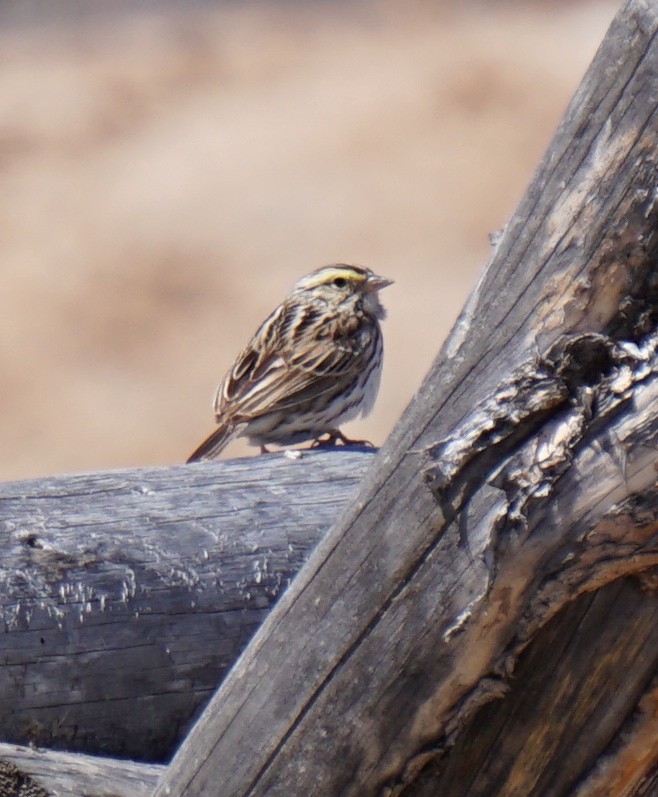 Savannah Sparrow - ML155645451