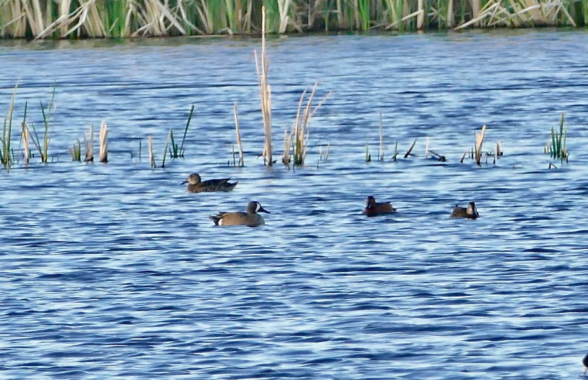 Blue-winged Teal - ML155646461