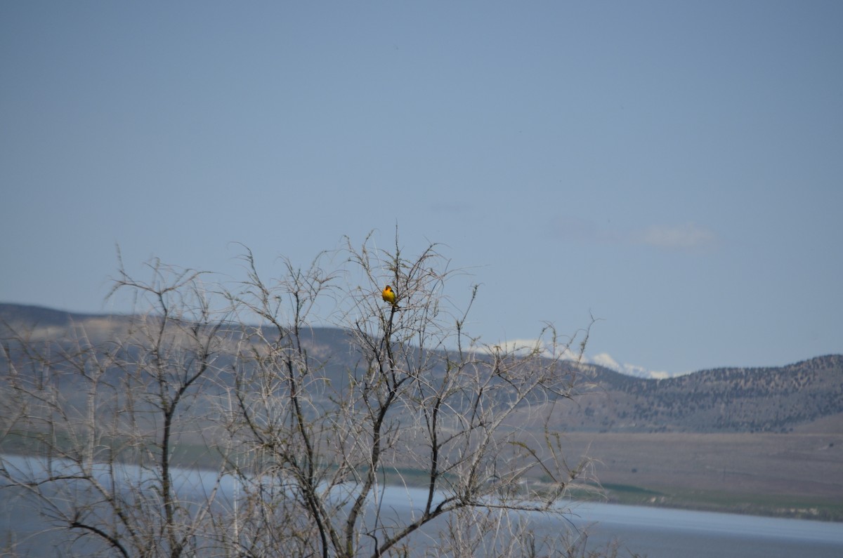 Bullock's Oriole - ML155647701