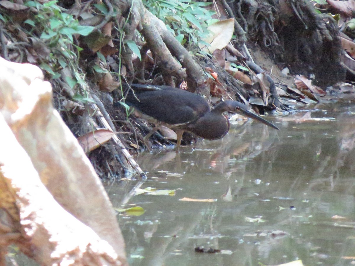 Tricolored Heron - ML155648651