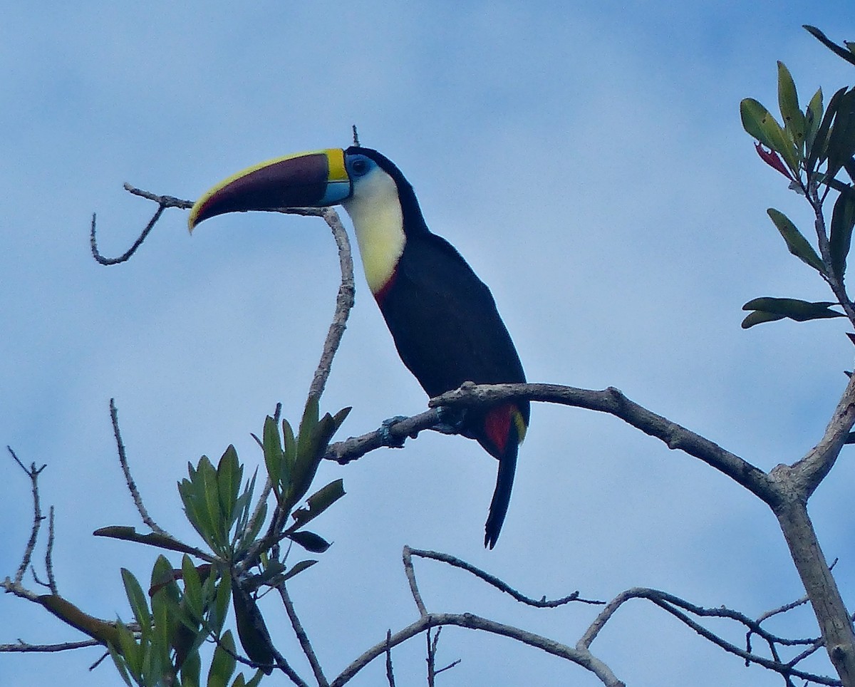 Toucan à bec rouge - ML155649871