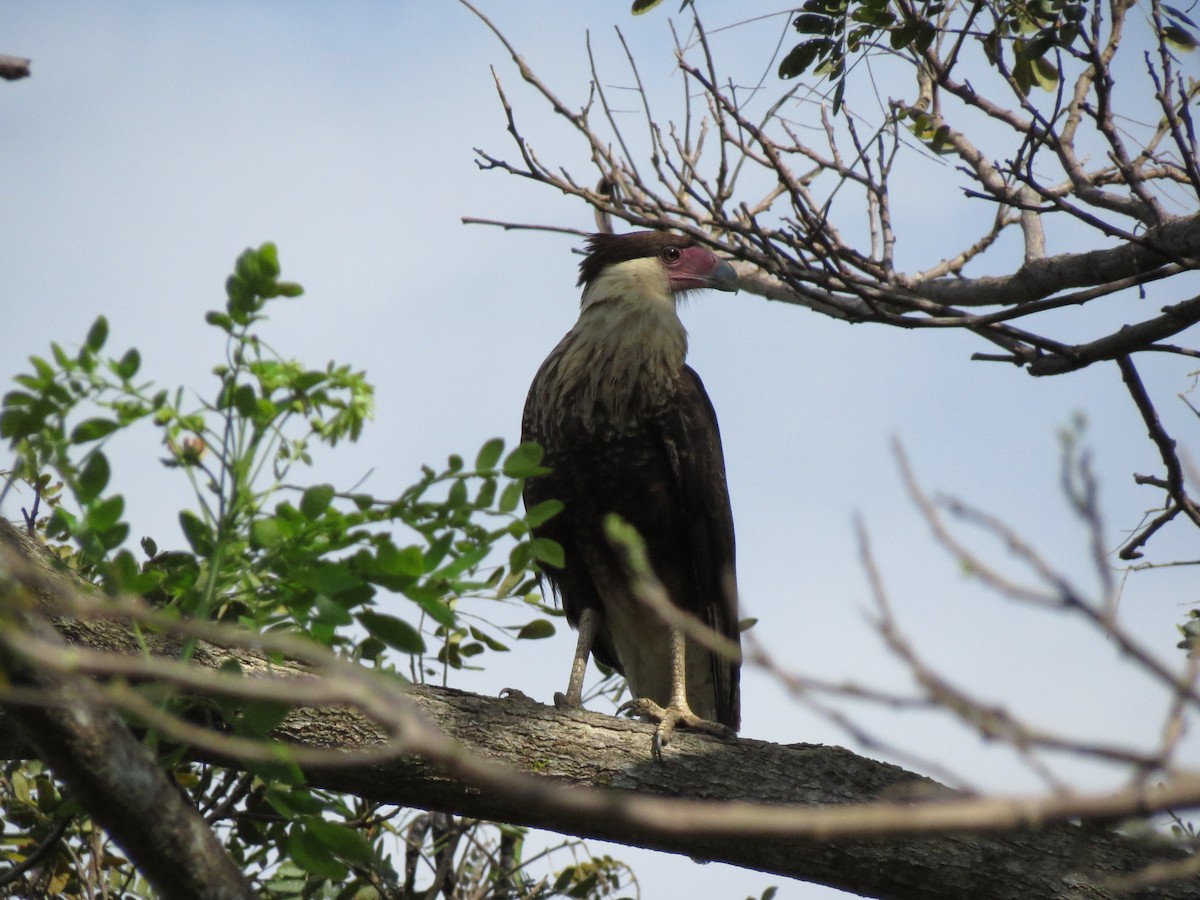 Crested Caracara (Northern) - ML155650151