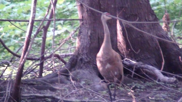 Sandhill Crane - ML155650541