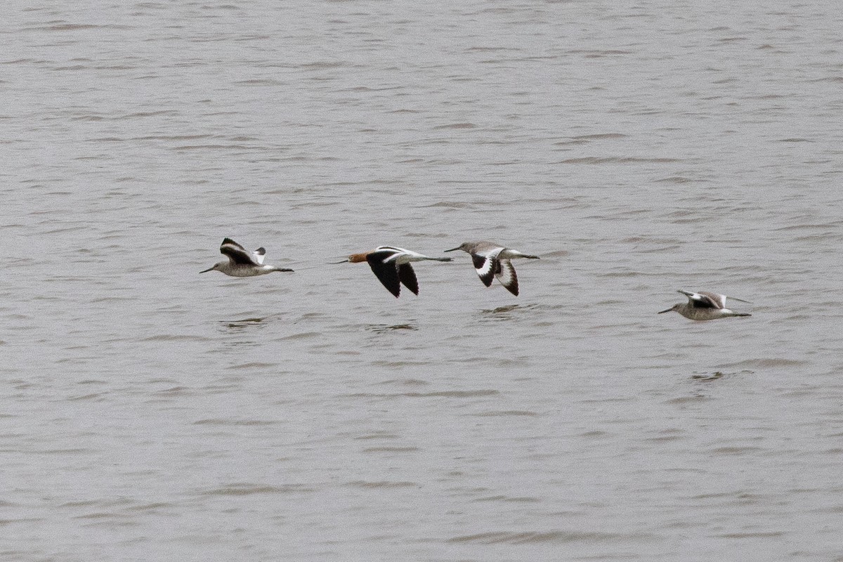 American Avocet - ML155650911