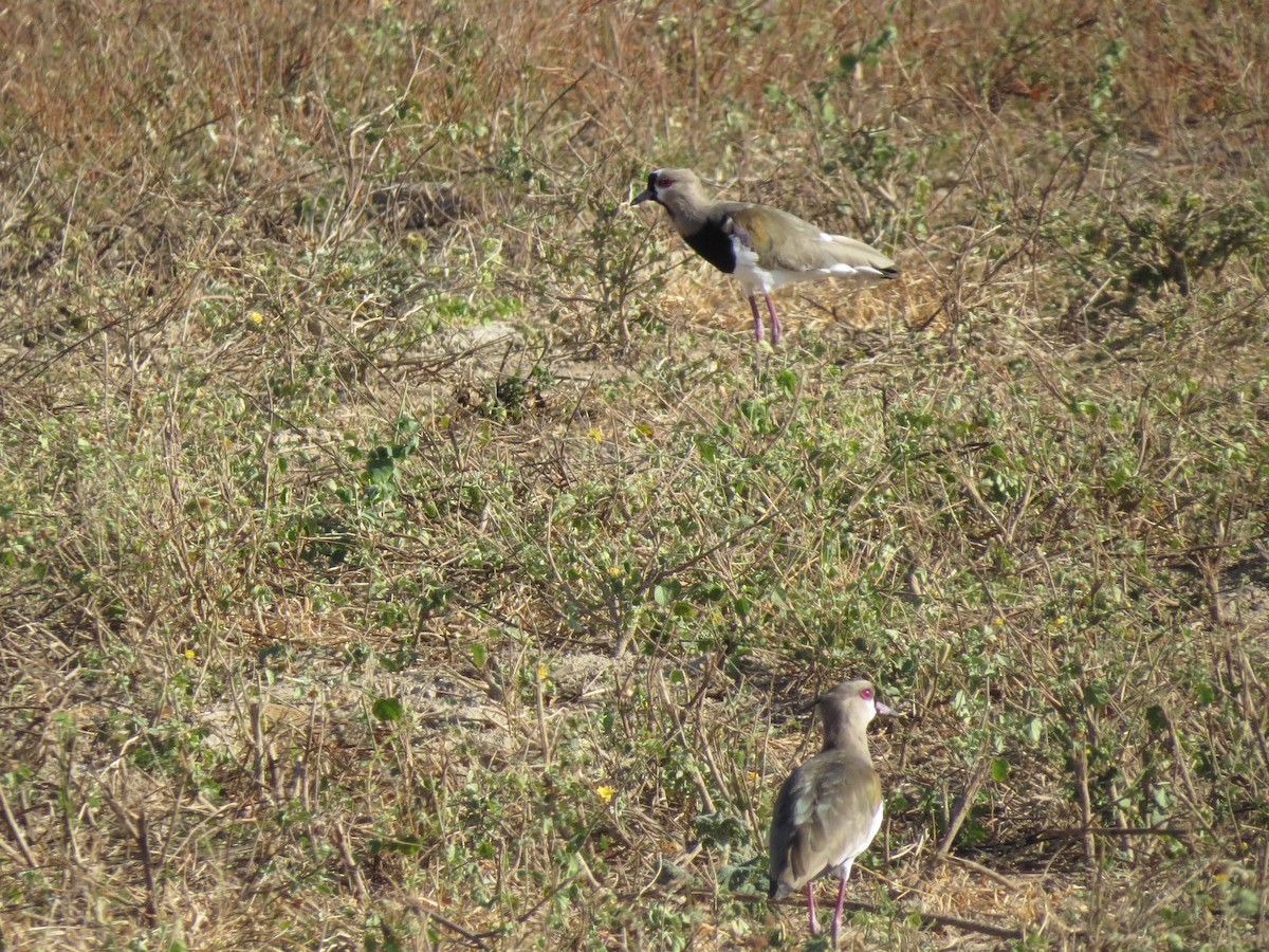 Southern Lapwing - ML155651411