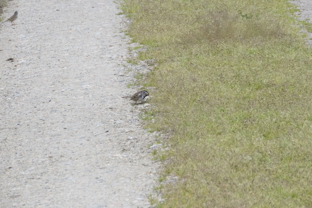 Harris's Sparrow - Keith Riding