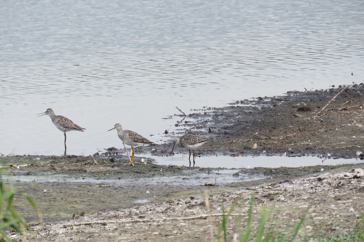 Greater Yellowlegs - ML155652821