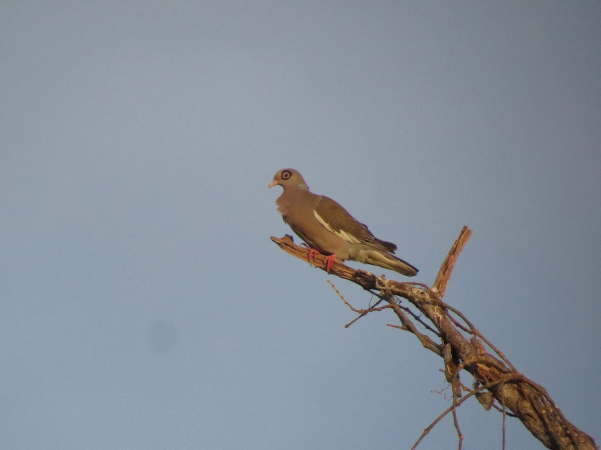 Bare-eyed Pigeon - ML155652871