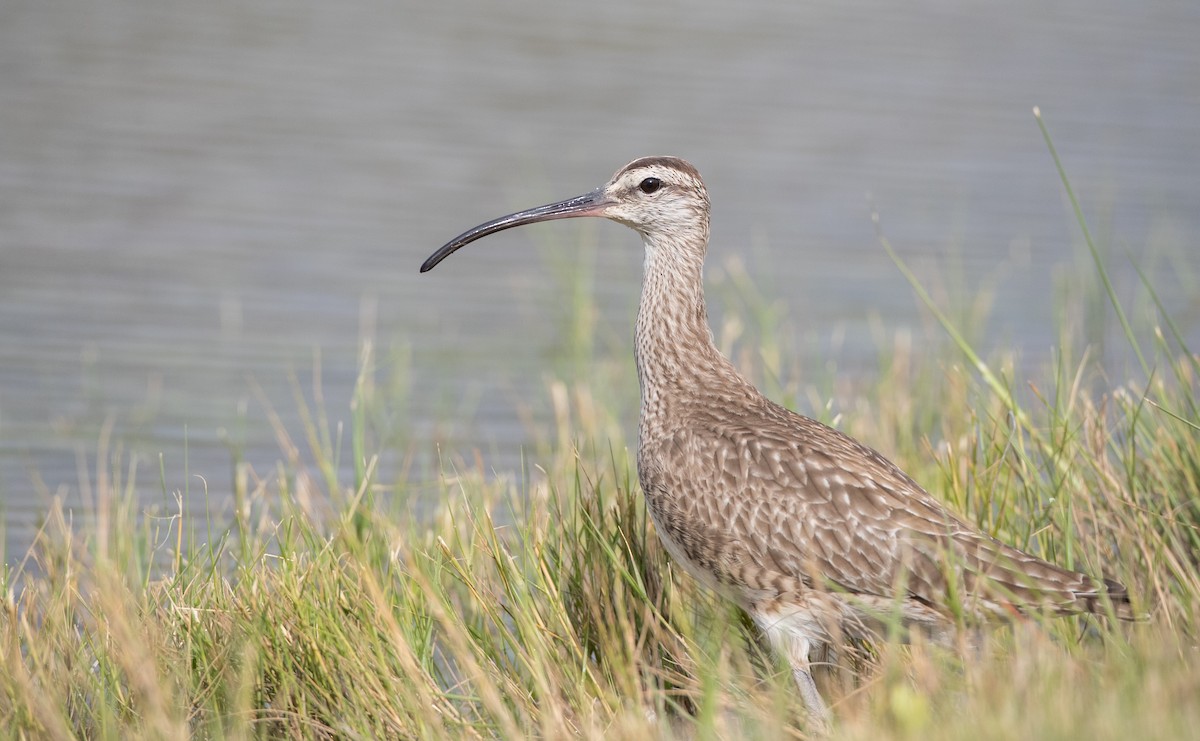 Hudsonian Whimbrel - Ian Davies