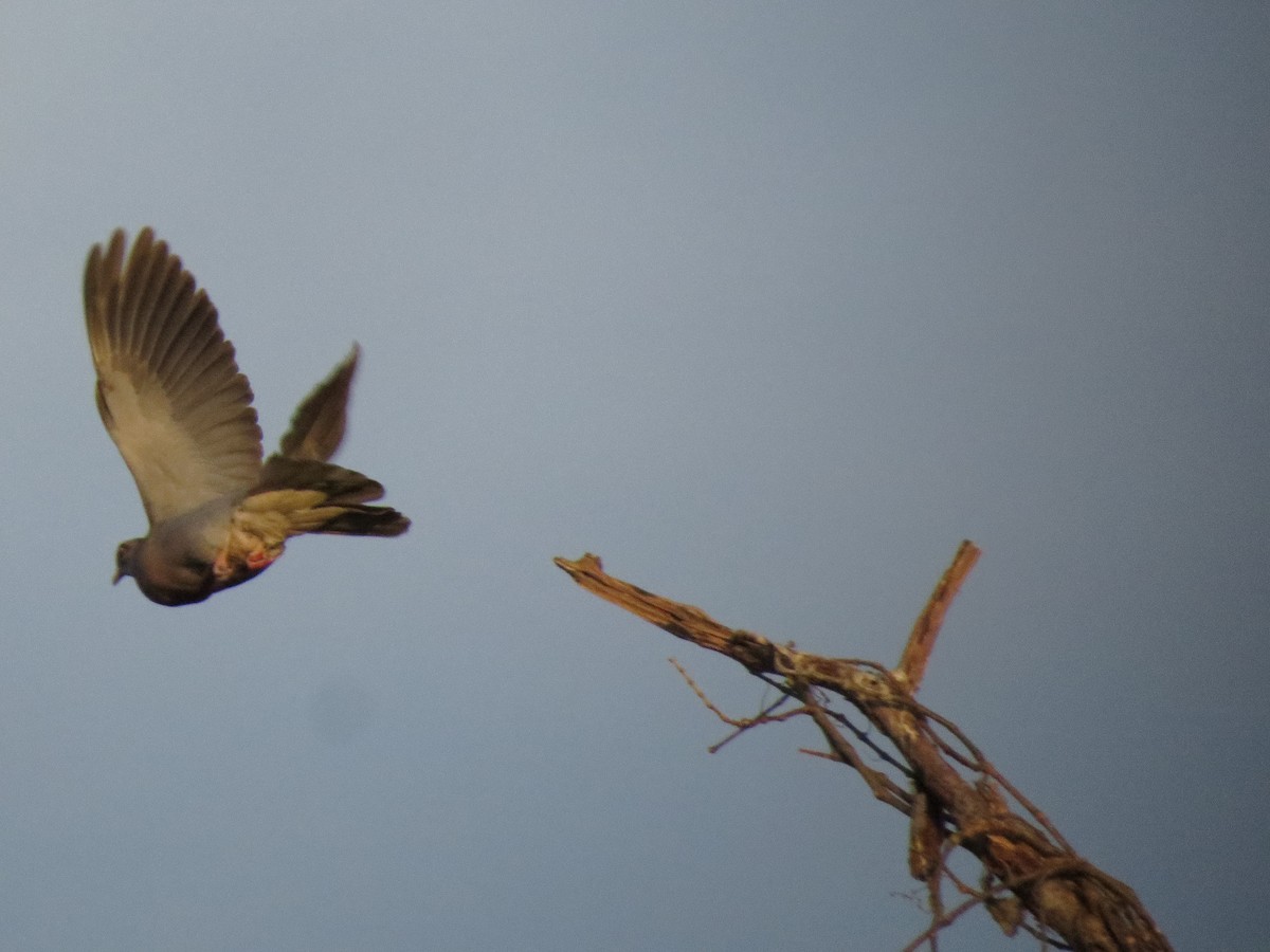 Bare-eyed Pigeon - ML155652961