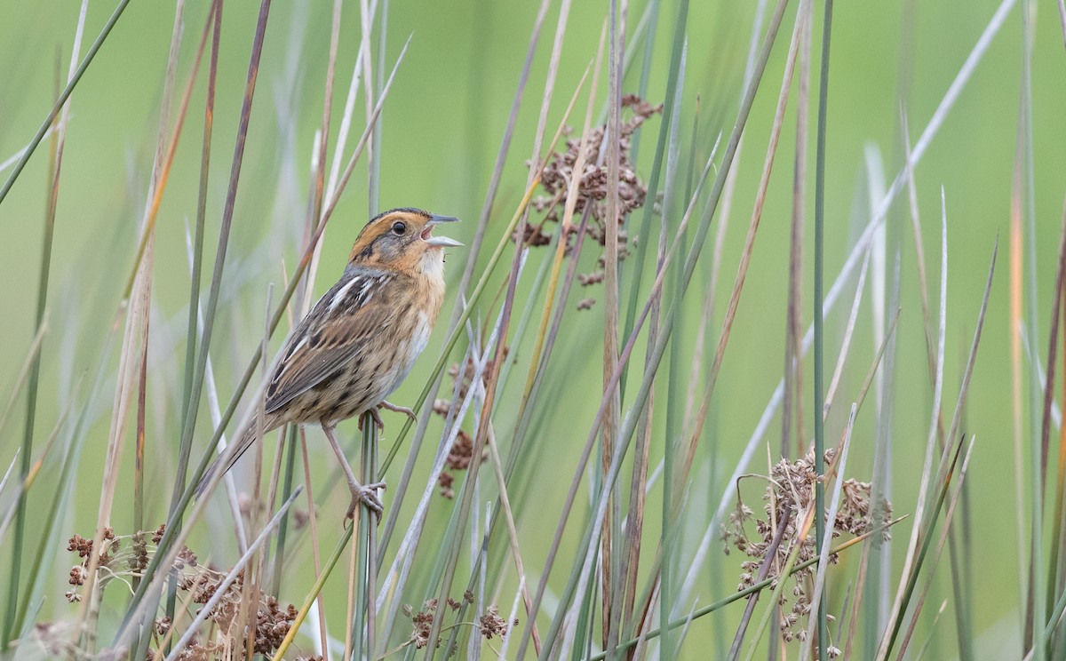 Nelson's Sparrow - ML155653071