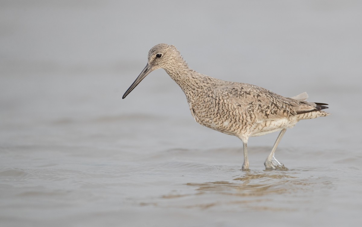 Willet (Western) - ML155653111