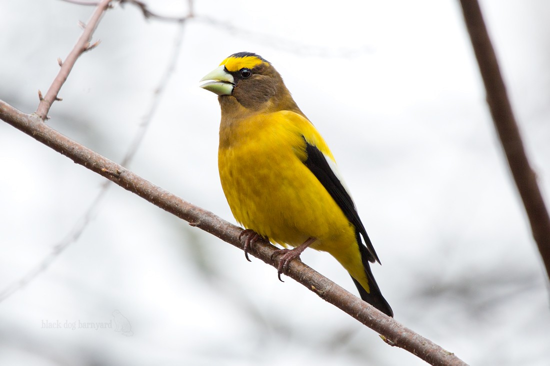 Evening Grosbeak - Sandra N