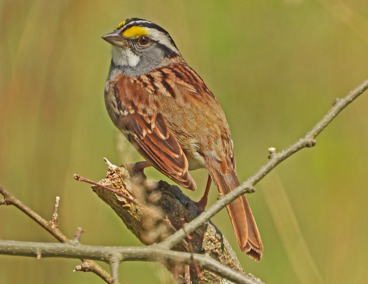 White-throated Sparrow - ML155654951