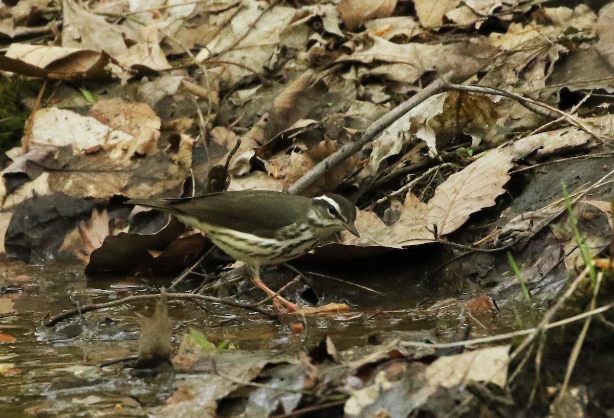 Louisiana Waterthrush - Elizabeth Brensinger