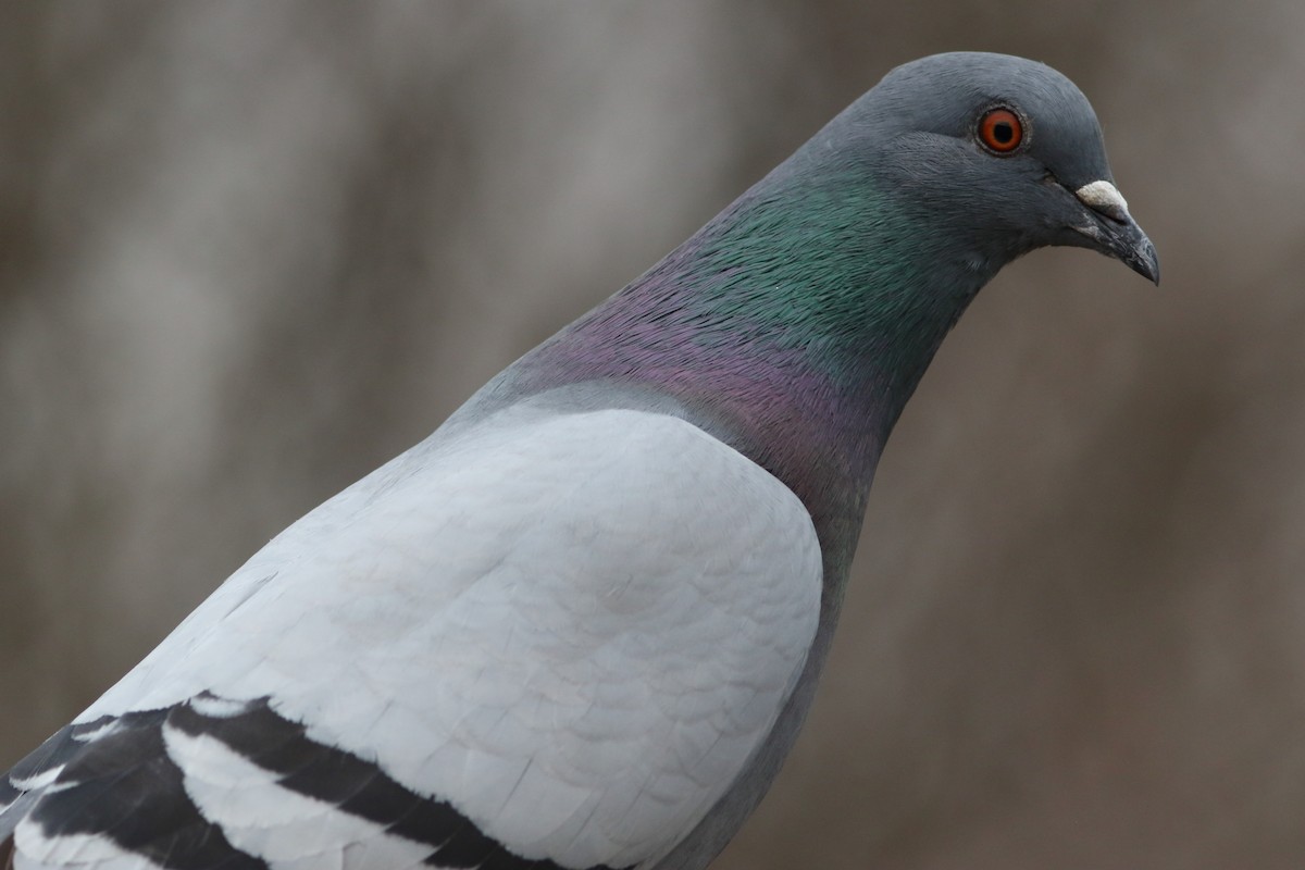 Rock Pigeon (Feral Pigeon) - Frank Pinilla