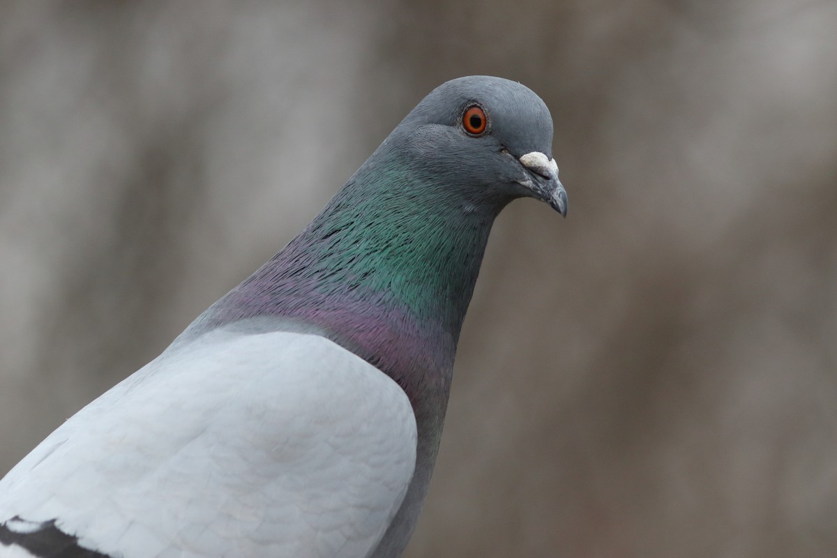 Rock Pigeon (Feral Pigeon) - Frank Pinilla