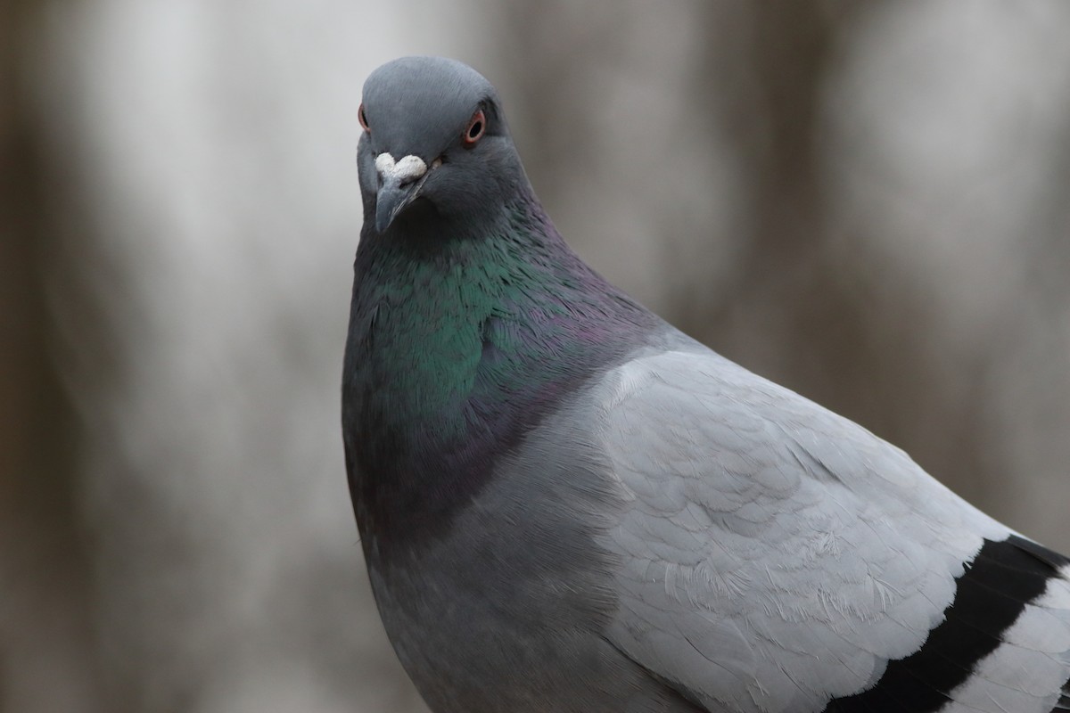 Rock Pigeon (Feral Pigeon) - Frank Pinilla