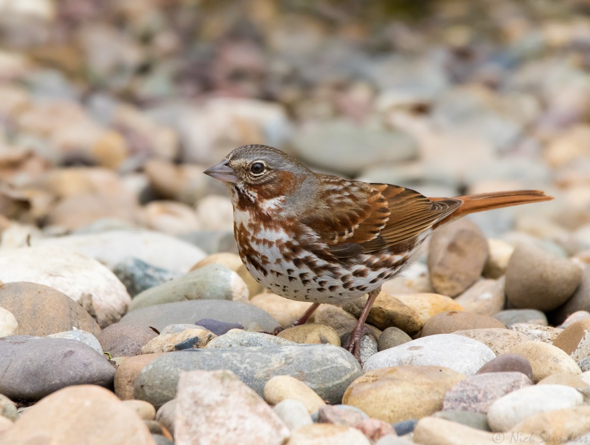 Fox Sparrow - ML155655701