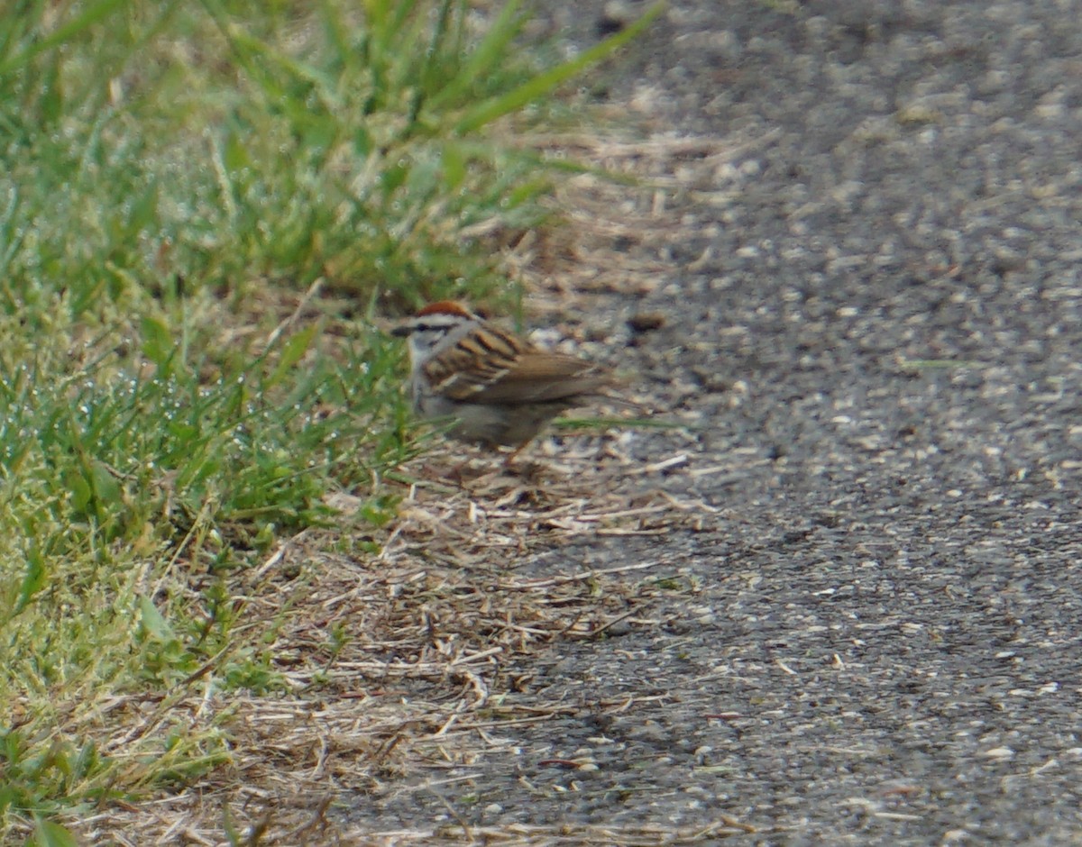 Chipping Sparrow - Melody Ragle