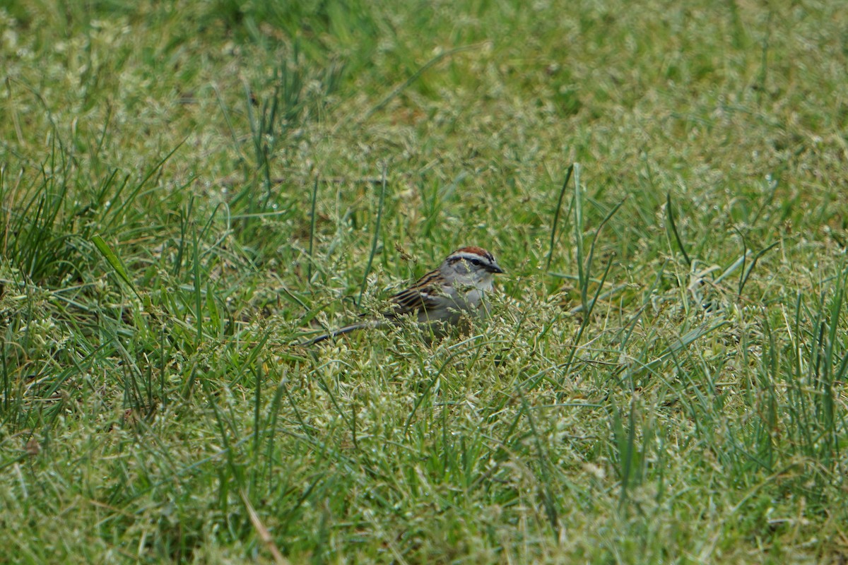 Chipping Sparrow - Melody Ragle