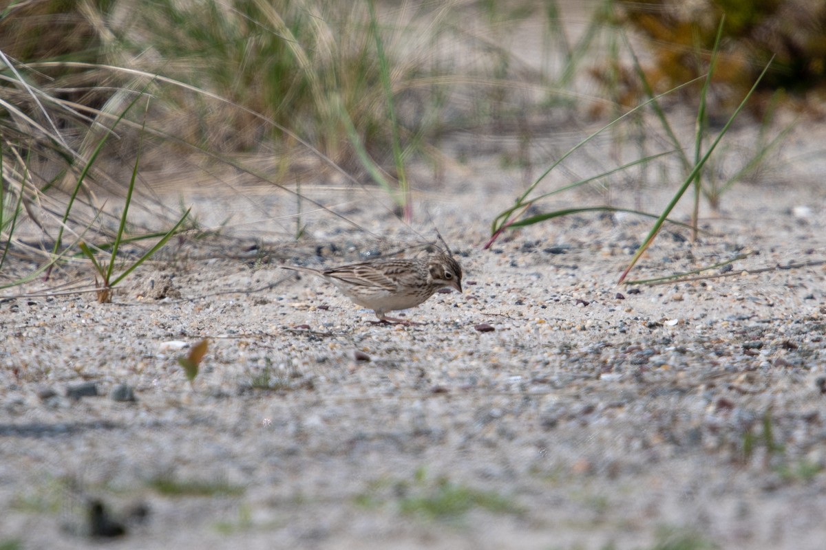 Vesper Sparrow - ML155656051