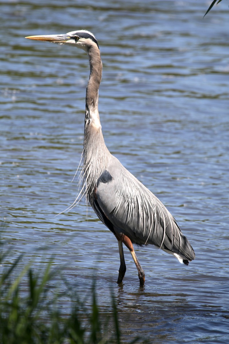 Great Blue Heron - ML155658171