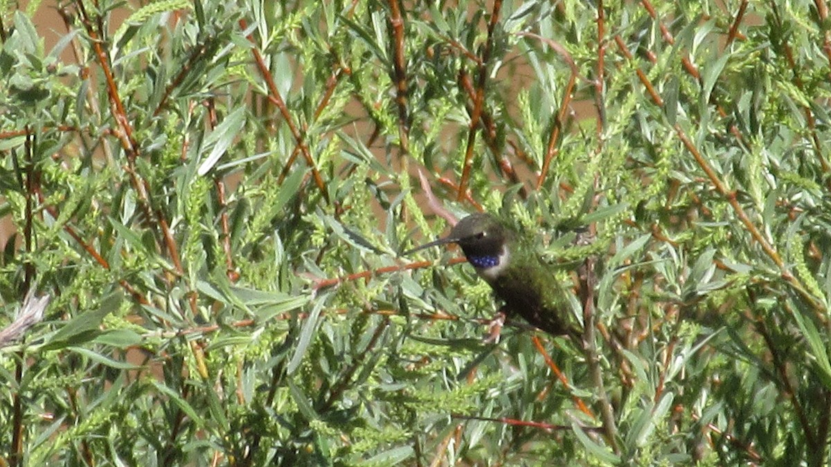 Black-chinned Hummingbird - ML155659371