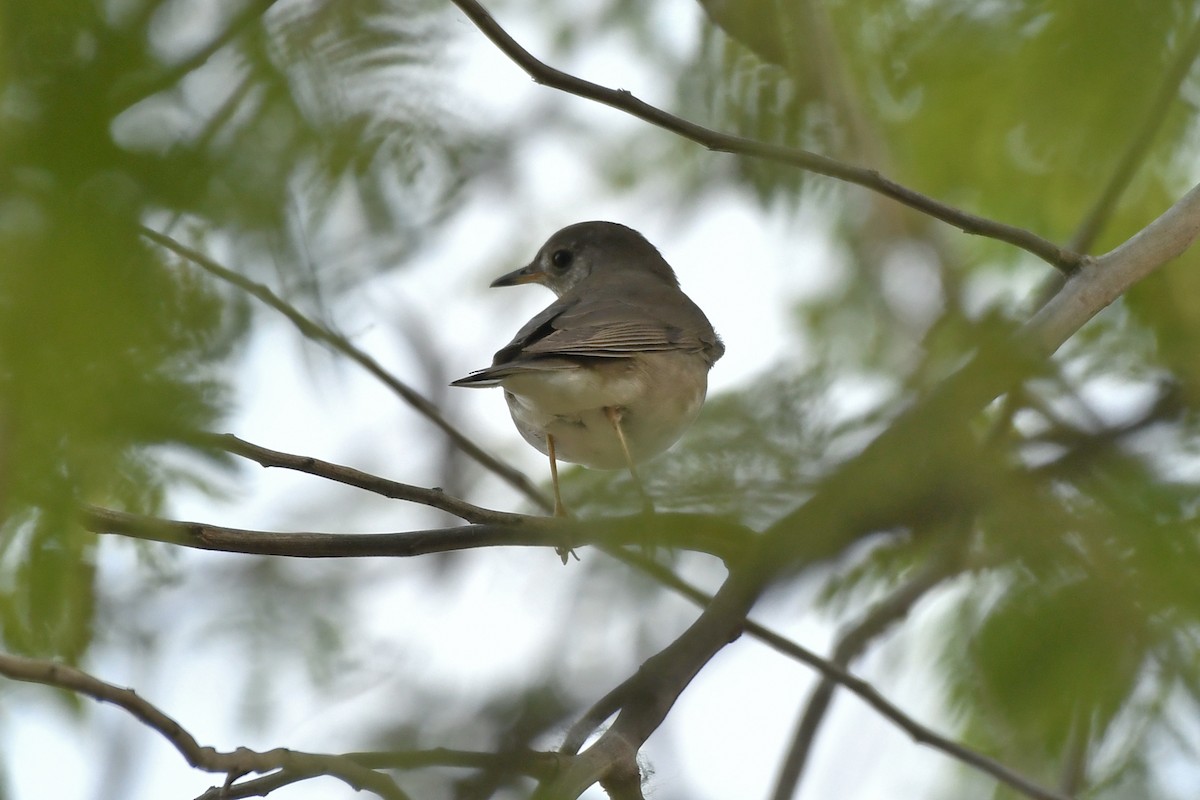 Gray-cheeked Thrush - ML155660231