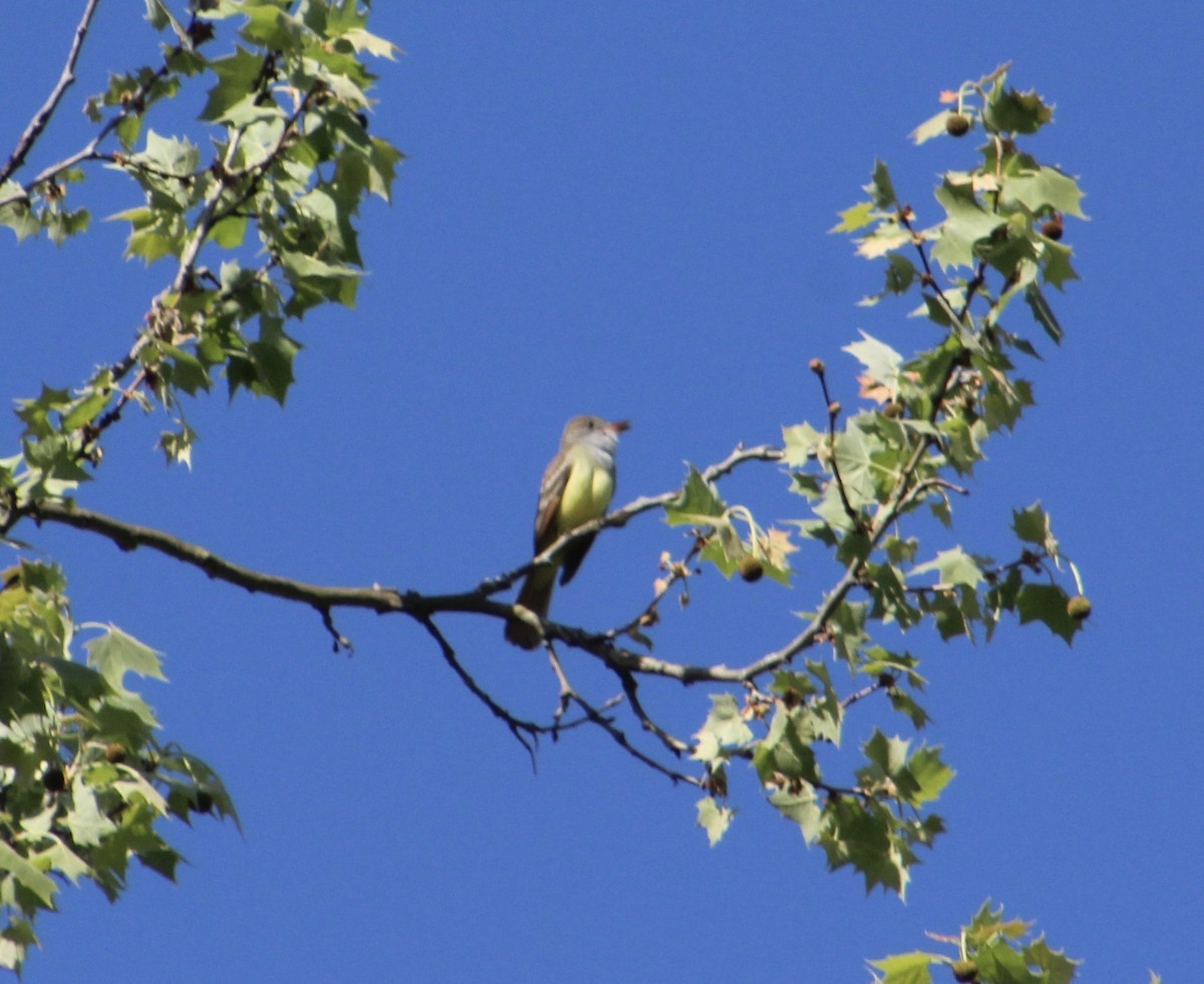 Great Crested Flycatcher - ML155660841