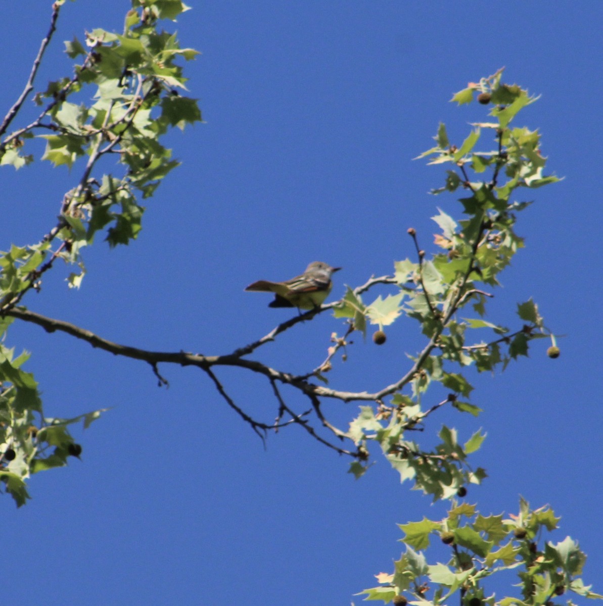 Great Crested Flycatcher - ML155660851