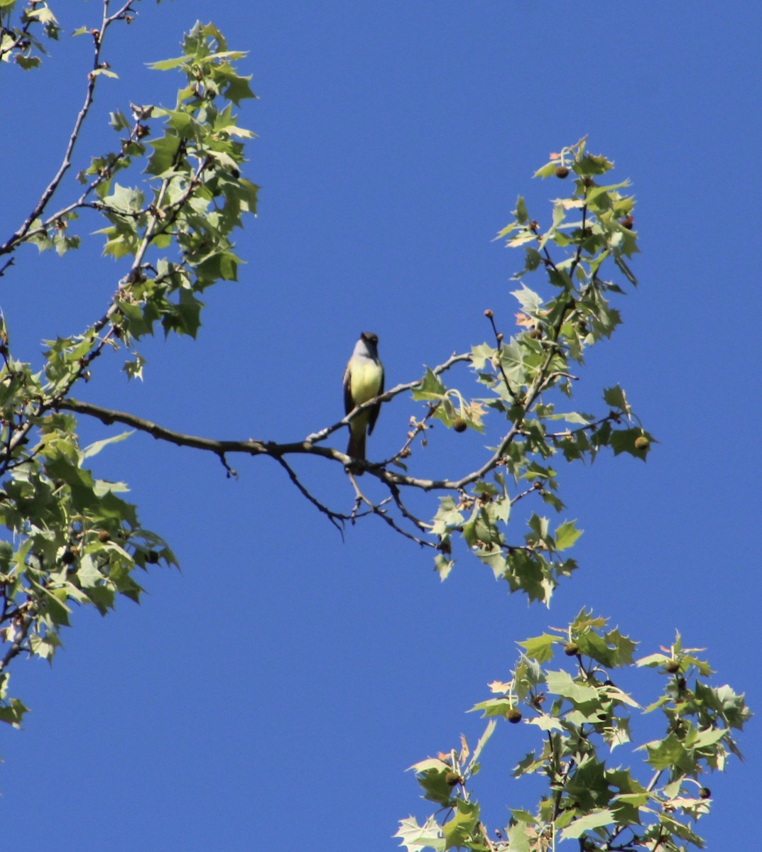 Great Crested Flycatcher - ML155660871