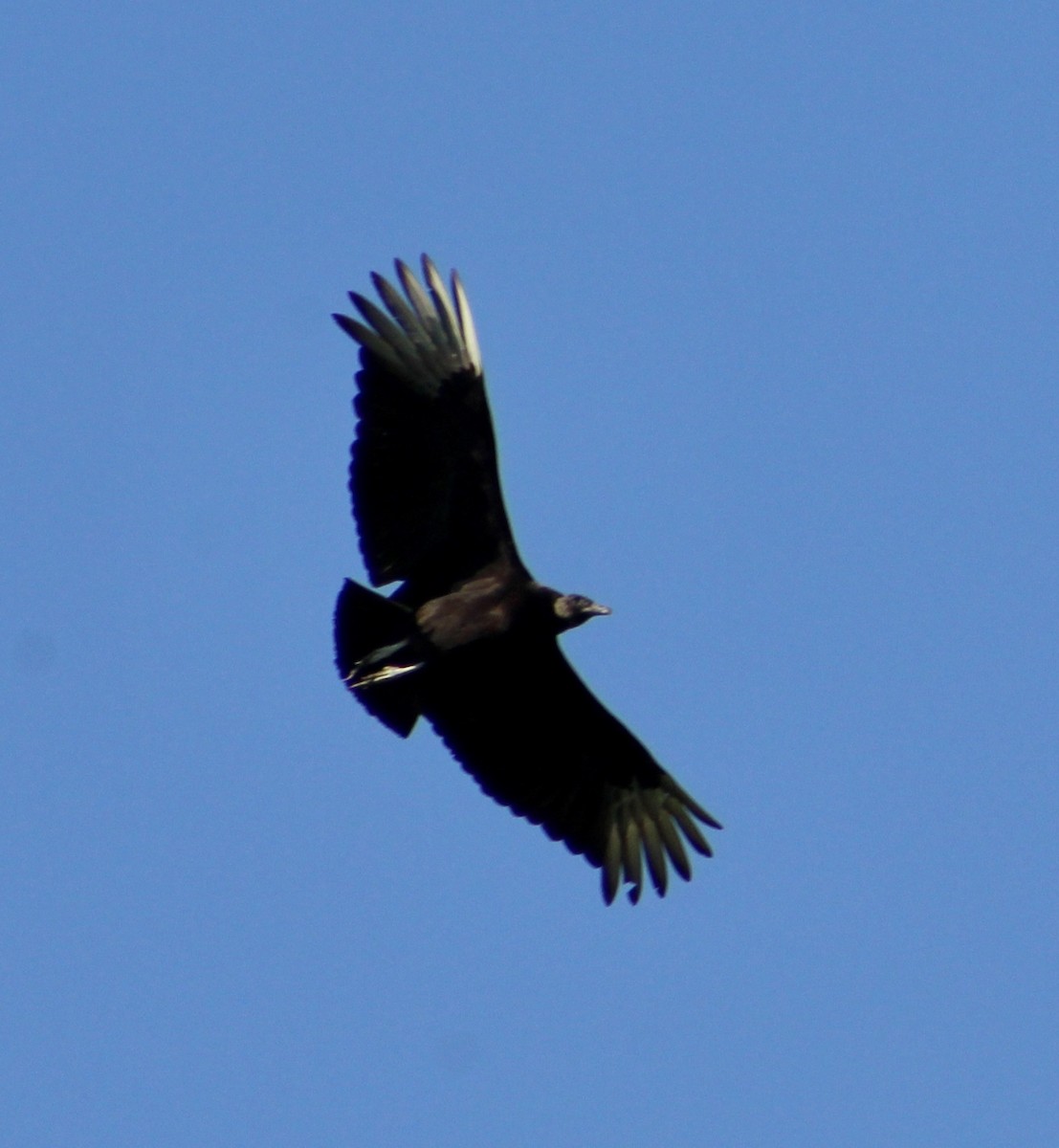 Black Vulture - ML155661131