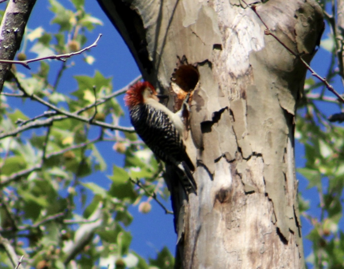 Red-bellied Woodpecker - ML155661491