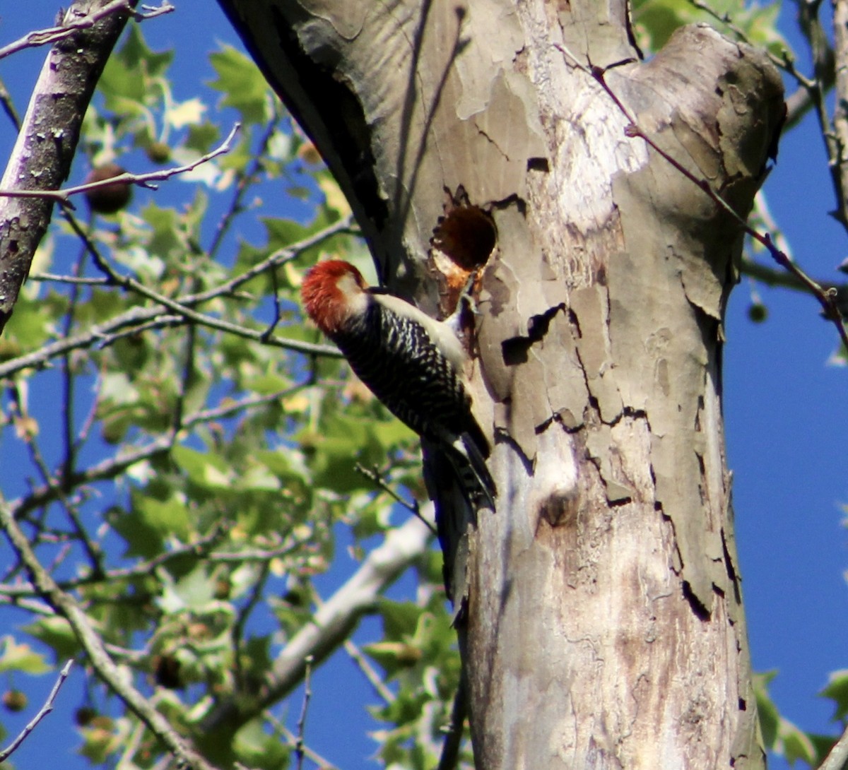 Red-bellied Woodpecker - ML155661511