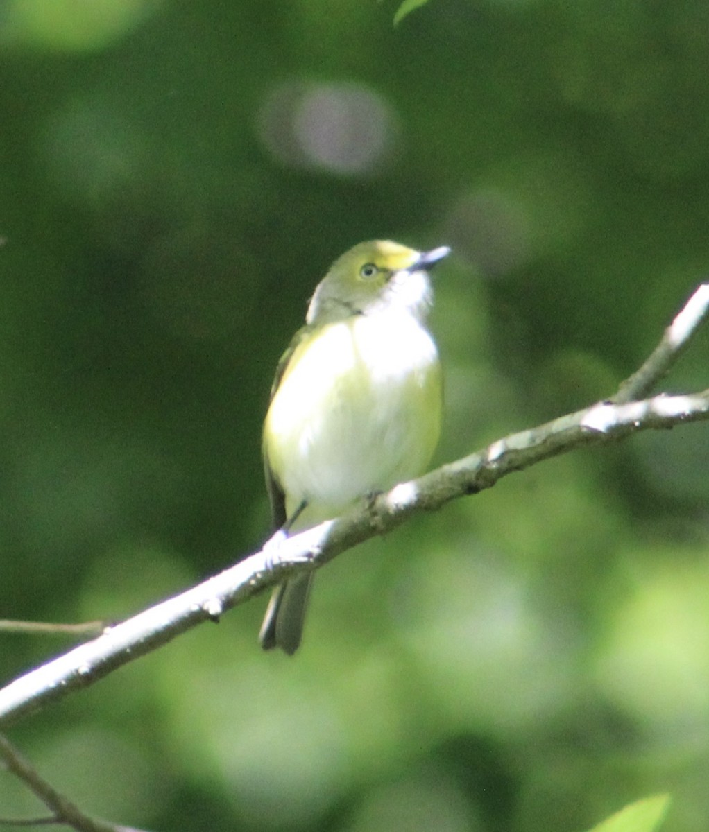 White-eyed Vireo - ML155662361