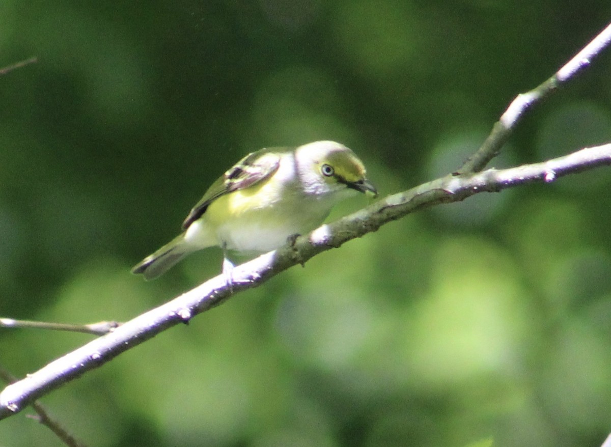 White-eyed Vireo - ML155662371