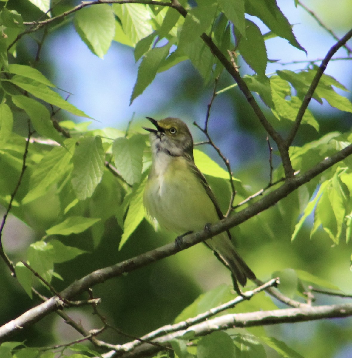 White-eyed Vireo - ML155662391