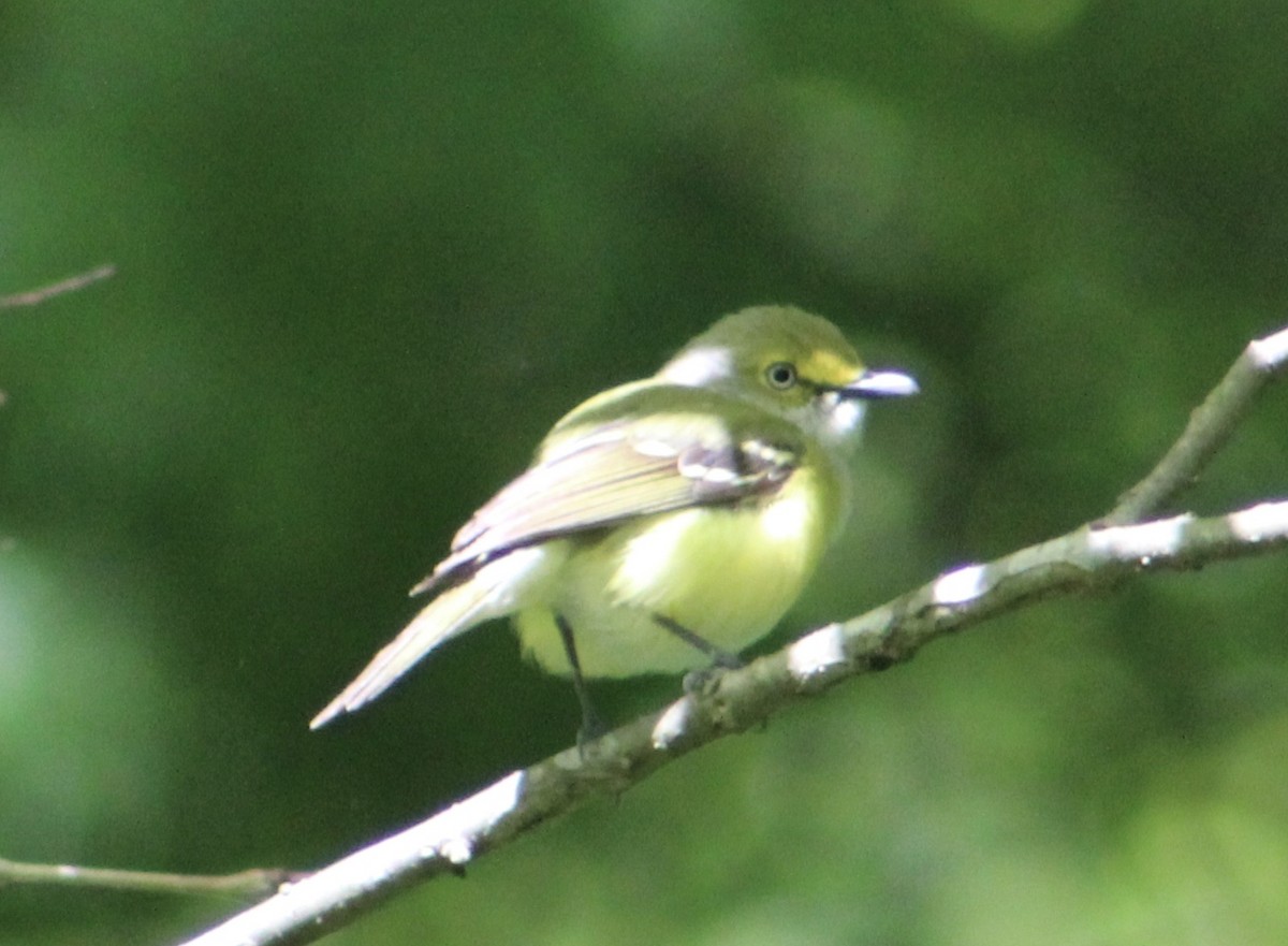 White-eyed Vireo - ML155662451