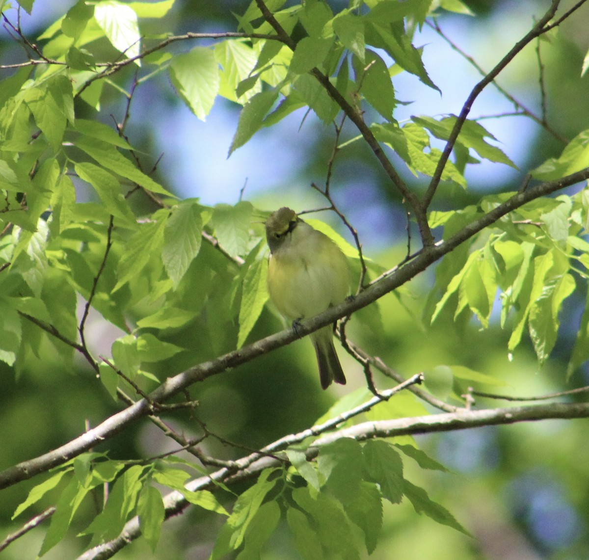 White-eyed Vireo - ML155662471