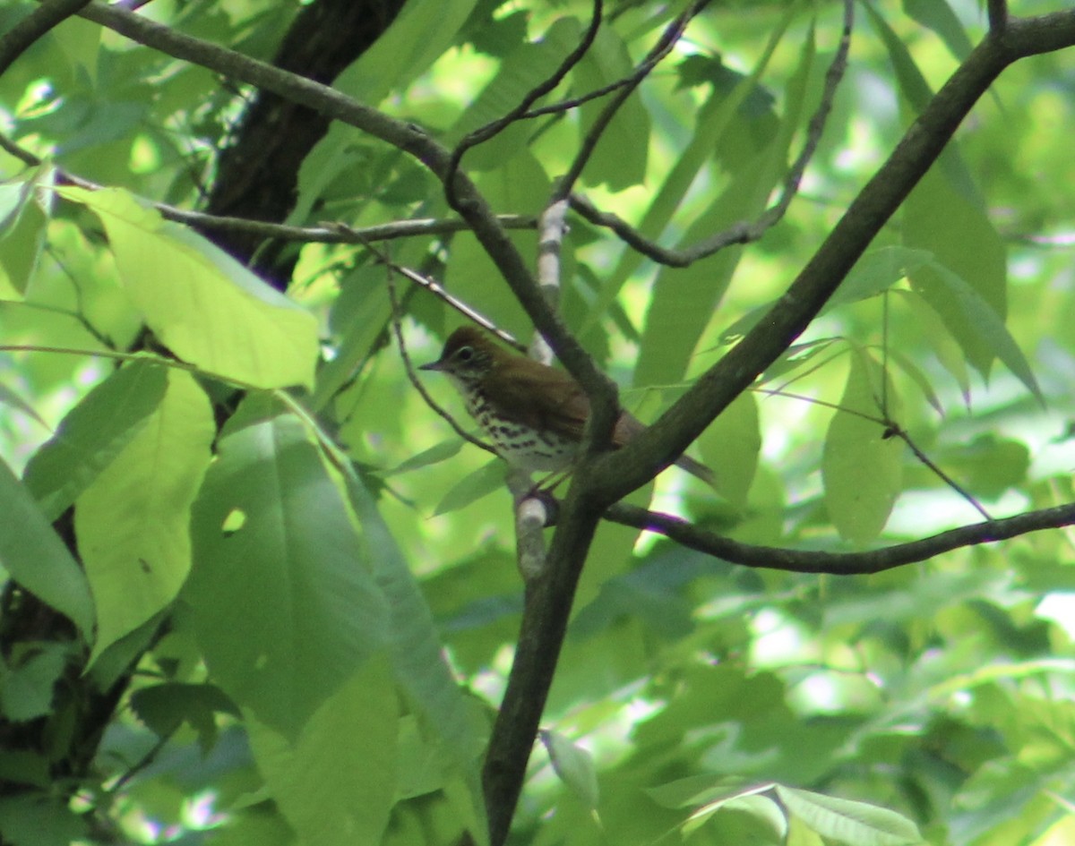 Wood Thrush - ML155662851