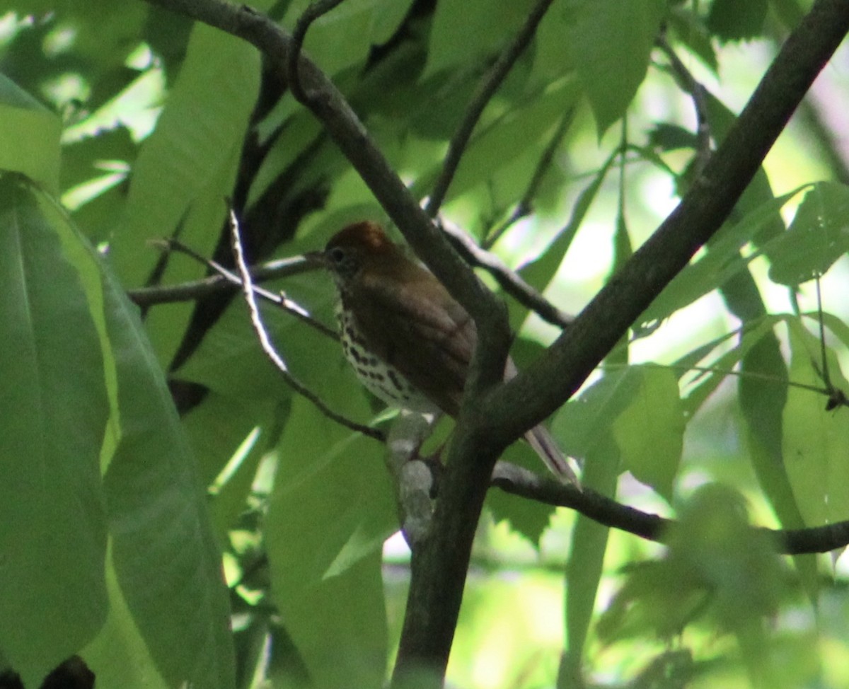 Wood Thrush - ML155662861