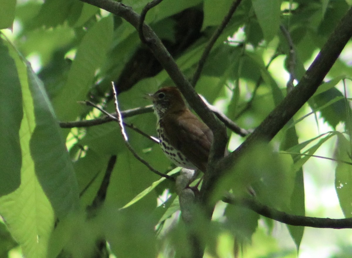Wood Thrush - ML155662871
