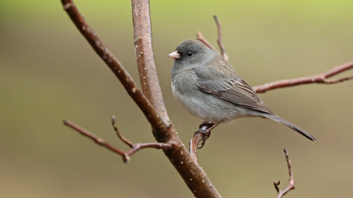 Dark-eyed Junco - ML155663841