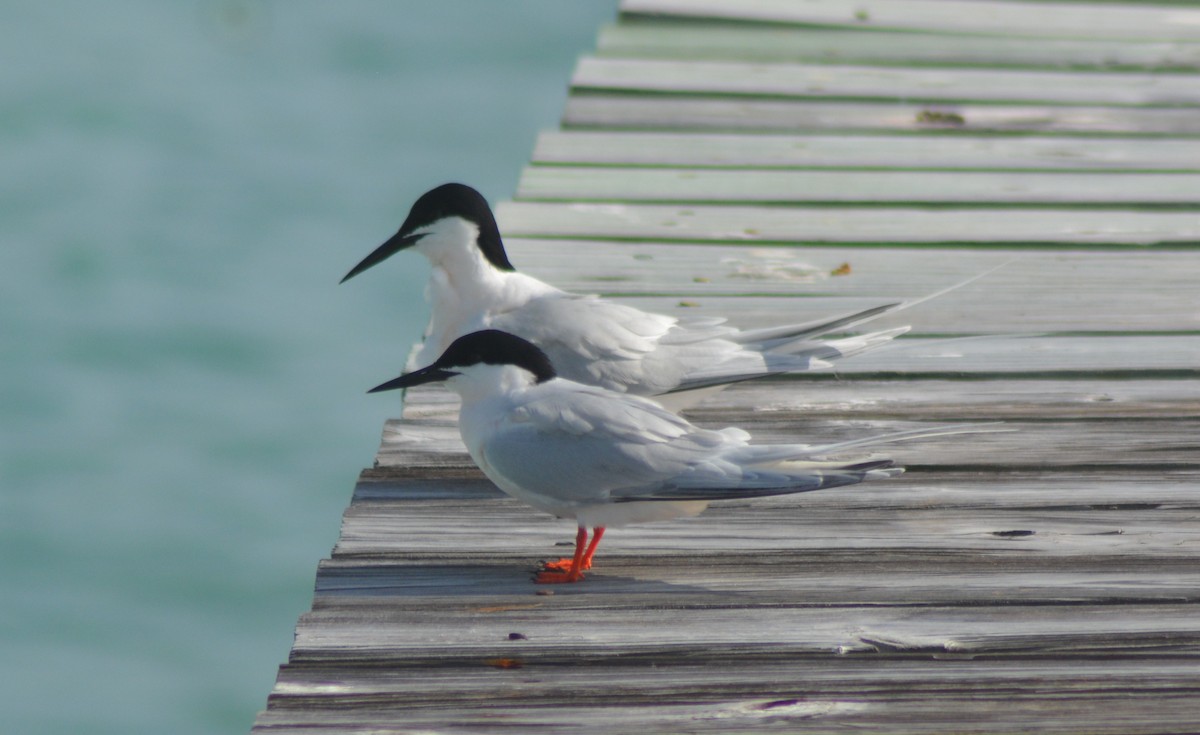 Roseate Tern - ML155664911