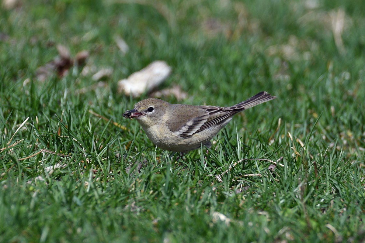 Pine Warbler - ML155665111